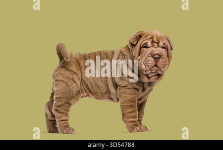 Chiot Shar-Pei debout, avec sa peau ridée et son aspect mignon Banque D'Images