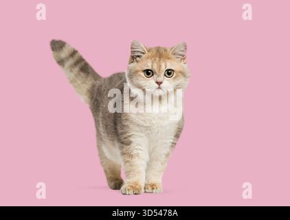 Mignon chaton British Shorthair avec fourrure tabby dorée debout sur un fond rose Banque D'Images