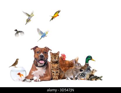 Groupe de divers animaux de compagnie et animaux de ferme debout, volant et nageant ensemble Banque D'Images