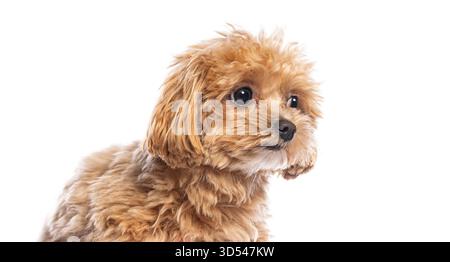 Petit chiot Maltipoo brun regardant loin de la caméra avec une fourrure moelleuse sur fond blanc Banque D'Images