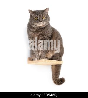 Chat short britannique gris assis sur une étagère en bois minimale sur fond blanc Banque D'Images