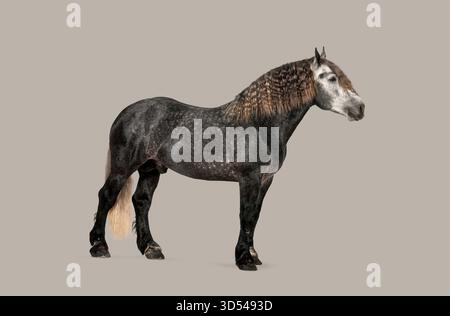 Cheval percheron gris avec crinière sertie debout dans un studio, plein corps vue de côté Banque D'Images