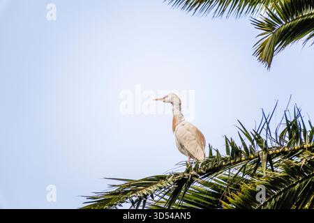 Casablanca, Maroc – Une aigrette de bétail perchée gracieusement sur les frondes d’un palmier contre un ciel bleu clair. La pluma blanche et orange clair de l’oiseau Banque D'Images