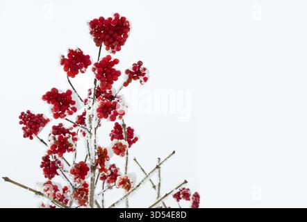 Brindilles avec des baies rouges viburnum dans de hoarfrost et dans la neige sur fond de ciel clair Banque D'Images