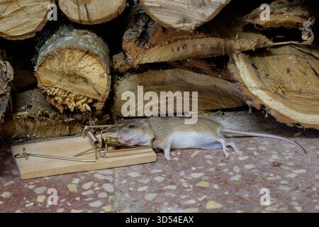 souris morte attrapée dans le piège à souris traditionnel de printemps à l'intérieur de la cuisine de maison rurale zala comté hongrie Banque D'Images