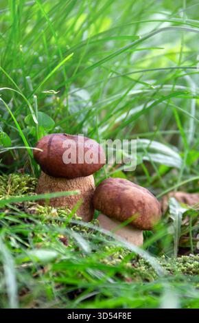 Champignons Boletus edulis ( pain penny, cèp, porcino, porcini, champignon blanc ) poussant dans l'herbe verte de la forêt Banque D'Images