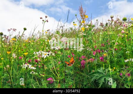 Fleurs de marguerites et fleurs sauvages sur prairie en été. Papillon orange au-dessus de la prairie d'été avec marguerites et fleurs sauvages Banque D'Images