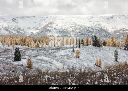 Large vue panoramique d'une vallée de montagne dans l'Altaï, Russie, avec des pentes enneigées et des mélèzes dorés sous un ciel nuageux Banque D'Images