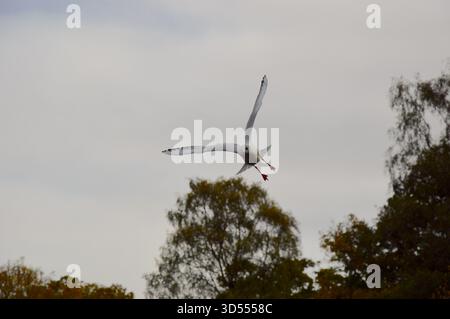 Mouette volante au-dessus des arbres d'automne sous fond de ciel nuageux Banque D'Images