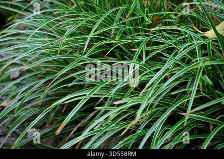 Sedge panaché vert et blanc Carex morrowii 'Ice Dance', jardin britannique novembre Banque D'Images