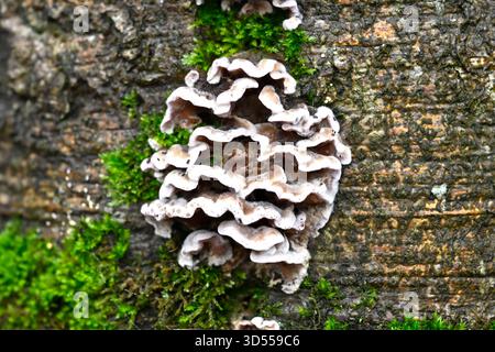 Champignons de Turkeytail bruns et blancs frits, Trametes versicolor poussant sur l'arbre mort Royaume-Uni novembre Banque D'Images