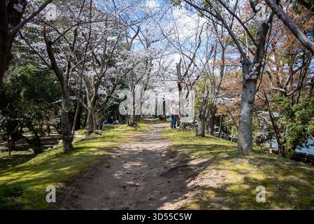 Un sentier de terre bordé de cerisiers en fleurs dans le parc du château d'Hiroshima, au Japon. Les visiteurs se promènent sous la canopée de fleurs de sakura. Banque D'Images