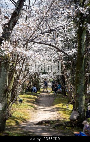 Sentier de randonnée du tunnel Sakura au printemps. Une passerelle bordée de cerisiers crée un tunnel naturel au printemps. Banque D'Images