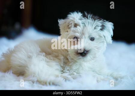 Willow, un chiot mini schnauzer mignon avec une couleur non standard avec un manteau méga et des yeux bleus. Coloration de partie blanche et hépatique. Banque D'Images