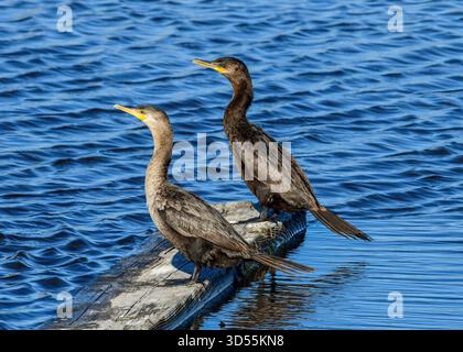 Un Cormoran à double crête debout. morceau de bois Banque D'Images