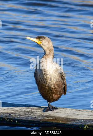 Un Cormoran à double crête debout. morceau de bois Banque D'Images