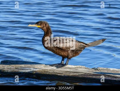 Un Cormoran à double crête debout. morceau de bois Banque D'Images