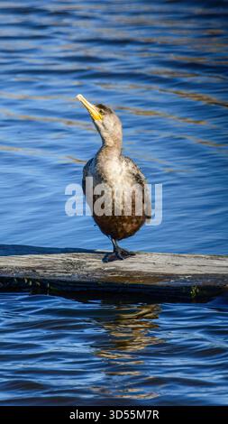Un Cormoran à double crête debout. morceau de bois Banque D'Images