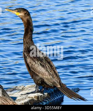 Un Cormoran à double crête debout. morceau de bois Banque D'Images
