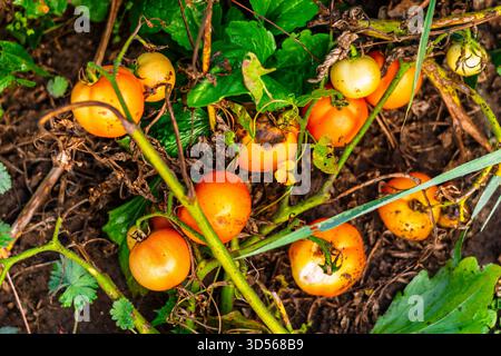 Tomates fraîches de jardin à divers stades de maturité reposant sur le sol avec les feuilles et les tiges environnantes, montrant des conditions de croissance naturelles en extérieur. Banque D'Images