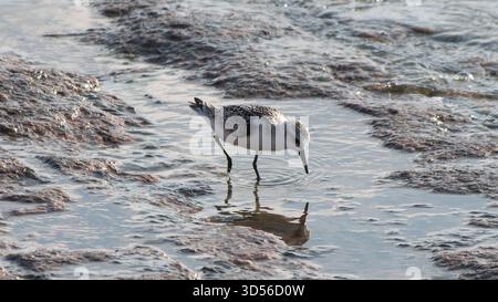 Oiseau de rivage de Sanderling pataugant dans la zone intertidale Banque D'Images