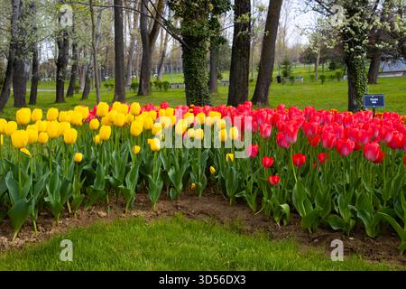 Belles tulipes rouges et jaunes plantées dans le parc Banque D'Images