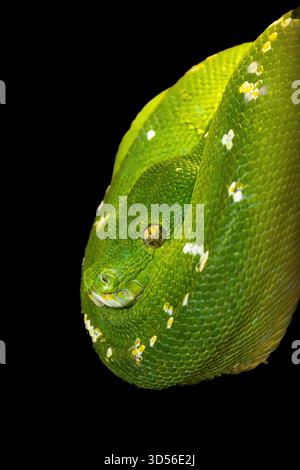Je suis toujours à la recherche de serpents et de serpents. Ce Python Green Tree enroulé sur une branche attend que la proie arrive assez près pour être capturée. Banque D'Images