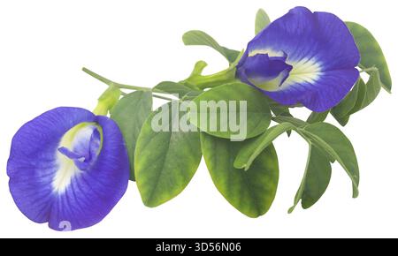Clitoria ternatea ou fleur bleue aparajita Banque D'Images