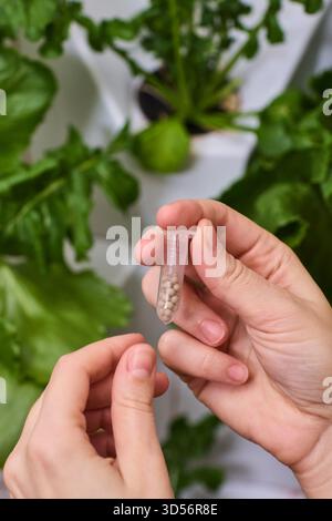 Tenir un flacon de graines dans un jardin intérieur nourricier rempli de vie et de croissance vibrantes Banque D'Images