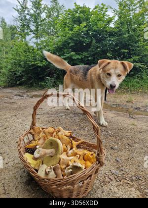 Un panier rempli de champignons sauvages fraîchement cueillis sur un chemin forestier, avec un chien sympathique debout à proximité dans un cadre boisé verdoyant. Banque D'Images