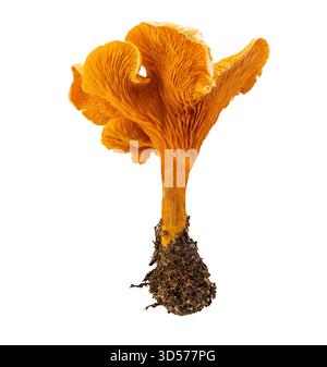 Gros plan d'Un champignon Chanterelle orange vibrant avec base de sol isolé sur fond blanc Banque D'Images