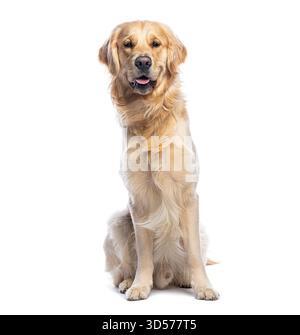 Golden retriever assis et regardant vers l'avant sur fond blanc Banque D'Images