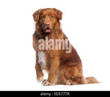 Photo studio d'adorable canard fourré de la nouvelle-écosse Tolling retriever assis et levant la patte sur fond blanc Banque D'Images