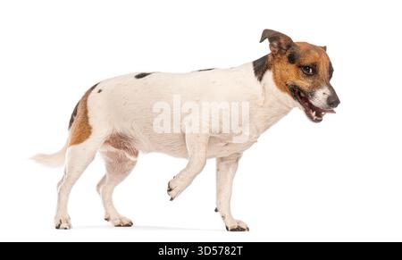 Jack russell Terrier marchant et regardant latéralement sur un fond blanc Banque D'Images