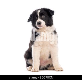 Chiot collie de bordure mignon assis et regardant vers le haut, isolé sur fond blanc Banque D'Images