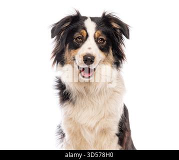 Portrait de chien de berger australien heureux haletant et souriant sur fond blanc Banque D'Images