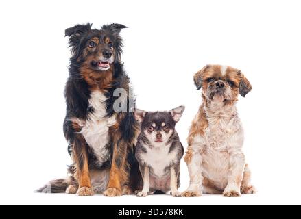 Trois chiens de différentes races assis ensemble sur un fond blanc, créant un portrait canin charmant et diversifié Banque D'Images