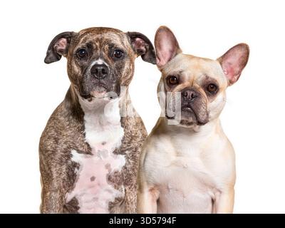 Deux chiens, un terrier américain du staffordshire et un bouledogue français, sont assis et posent ensemble sur fond blanc Banque D'Images