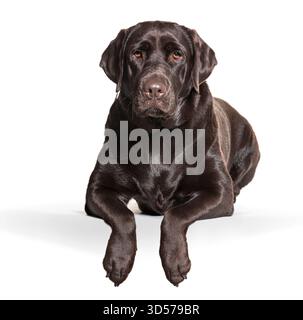 Plan studio de magnifique labrador retriever en chocolat couché sur fond blanc Banque D'Images