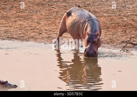 Hippopotame africain Banque D'Images