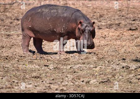 Hippopotame africain Banque D'Images