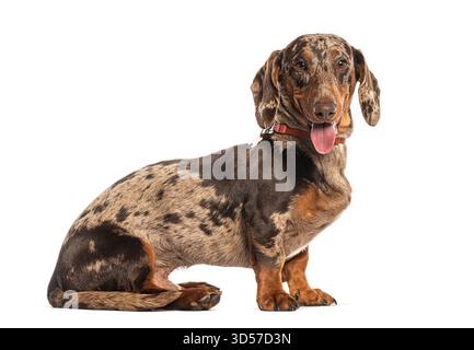 Chien marron de teckel merle portant un collier, assis et haletant, isolé sur blanc Banque D'Images