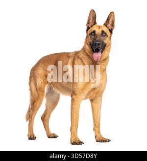 Chien de berger malinois belge debout avec la bouche ouverte, haletant, isolé sur fond blanc Banque D'Images