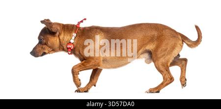 Vue latérale du pichet miniature portant le collier d'amour se faufilant sur fond blanc Banque D'Images