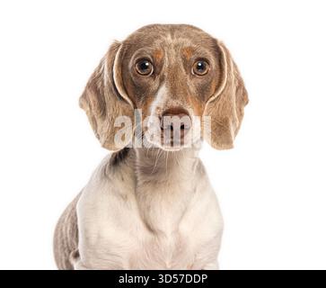 Adorable chien Teckel posant pour un portrait en gros plan sur fond blanc Banque D'Images