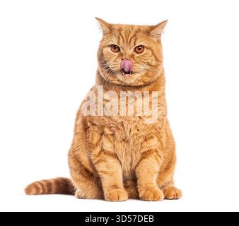 Ginger british Shorthair chat léchant son nez tout en étant assis sur un fond blanc Banque D'Images