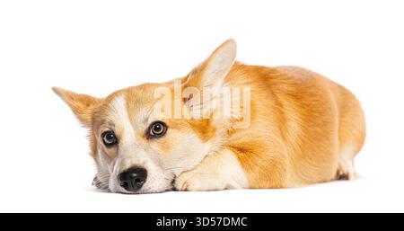Adorable corgi gallois pembroke reposant sa tête sur des pattes, isolé sur fond blanc Banque D'Images