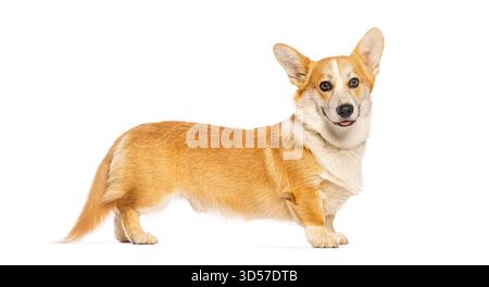 Photo studio d'un joli cardigan corgi gallois debout sur un fond blanc Banque D'Images