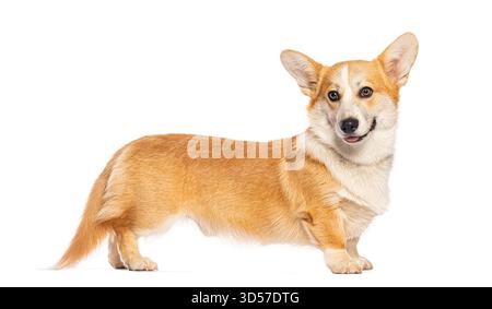 Vue latérale de l'adorable corgi gallois pembroke debout sur fond blanc Banque D'Images