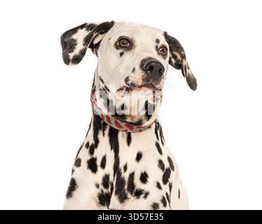 Portrait d'un chien dalmatien portant un collier, levant les yeux avec curiosité, isolé sur un fond blanc Banque D'Images